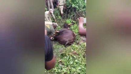 রাজগঞ্জ: চিলৌনি চাবাগানে বাইসনের হানায় দুইজন আহত হয়েছে,এলাকায় আতঙ্ক