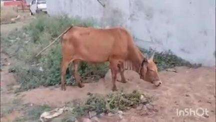 बुदनी: नगर के माना क्षेत्र में गाय को कुल्हाड़ी मारने के आरोप में पुलिस ने आरोपी को किया गिरफ्तार