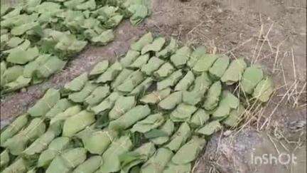 नसरुल्लागंज: वन विभाग ने लाड़कुई जंगल क्षेत्र से तेंदूपत्ता तुड़वाकर संग्रह का कार्य शुरू किया
