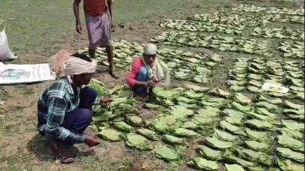 नारायणपुर: अबूझमाड़ के कस्तूरमेटा में सिर्फ दो दिन हुई तेंदूपत्ता खरीदी, ग्रामीणों ने अवधि बढ़ाने की मांग  #jansamasya