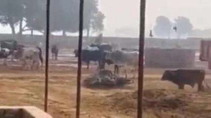 खलीलाबाद: बढ़या गोशाला में कागज़ों में हो रहा निरीक्षण, 71 ग्राम पंचायतों से ₹12 लाख सालाना मिलते हैं, अधिकारी नहीं कर रहे निरीक्षण