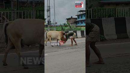 Dergaon ত এটা প্ৰকাণ্ড ষাঁড় গৰু আৰু এজন যুৱকৰ মাজত লাগিল তয়াময়া ৰণ #shorts n18s