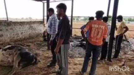 रेवाड़ी: शॉर्ट सर्किट से लगी आग में गौवंश की मौत