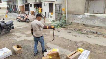 9 मई 2025 पाली के टैगोर नगर में आया कोबरा सांप महावीर जैन 7073724011  ने पकड़ा