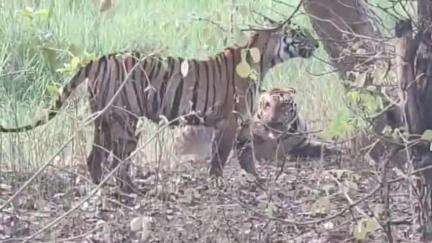 मझौली: संजय टाइगर रिजर्व में अठखेलियां करते हुए नज़र आए 4 बाघ, वीडियो आया सामने