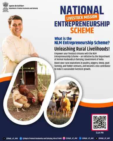 NLM Entrepreneurship Scheme
Take the next step in livestock farming with the NLM Entrepreneurship Scheme. Whether it’s poultry, piggery, sheep, goat, or fodder, grow your dreams today.