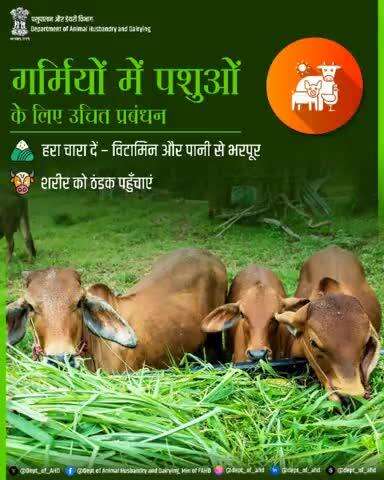 गर्मियों में पशुओं के लिए उचित प्रबंधन
हरा चारा दें - विटामिन और पानी से भरपूर, जो पशुओं को ऊर्जा और पोषण प्रदान करता है। साथ ही, शरीर को ठंडक पहुँचाने के लिए पर्याप्त पानी की उपलब्धता सुनिश्चित करें।
#HeatStressPrevention