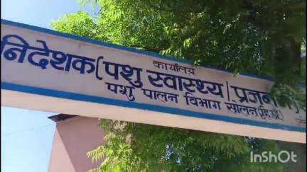 सोलन: सोलन में अफ्रीकन स्वाइन फीवर को लेकर पशुपालन विभाग ने किया अलर्ट, जिले में सुअरों की खरीद पर लगी रोक