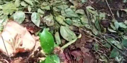 കൊട്ടാരക്കര: ചടയമംഗലത്ത് വീടിന് മുന്നിലെ 30 വർഷത്തിലേറെ പഴക്കമുള്ള ചന്ദനമരം മോഷ്ടിച്ച് കടത്തിയതായി പരാതി