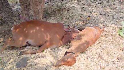 खामगाव: आंबेटाकळी येथे वीज पडल्याने दोन बैलाचा मृत्यू