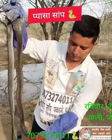 📱 7073274011 🐍 सांप पकड़ने वाले महावीर जैन पाली ( राजस्थान ) 🙏🏻