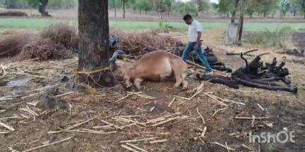 कुक्षी: बाग: उमरी लुन्हेरा में आकाशीय बिजली से बैल की मौत, 17 वर्षीय किशोर घायल