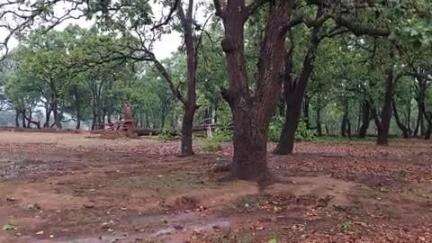 बगीचा: बगीचा में तेज हवा के साथ हुई जमकर बारिश, कई पेड़ गिरे और कई लोगों के कच्चे मकान भी ढहे