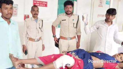 तामिया: झिरपा के जंगल में तेंदूपत्ता तोड़ रही महिला पर भालू का हमला, महिला घायल, अस्पताल में भर्ती