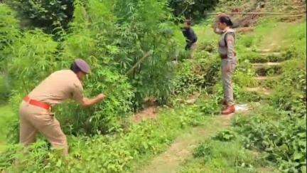 पिथौरागढ़: थाना कनालीना क्षेत्र में अवैध रूप से की जा रही भांग की खेती को पुलिस टीम ने किया नष्ट