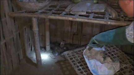 খুমটাই: চেলেঙীত এটা পৰিয়ালৰ বাসগৃহৰ পৰা বন বিভাগে উদ্ধাৰ কৰে এটা বিষাক্ত চকৰীফেঁটী সাপ, দংশনৰ পৰা কথমপি ৰক্ষা পৰিয়ালটোৰ