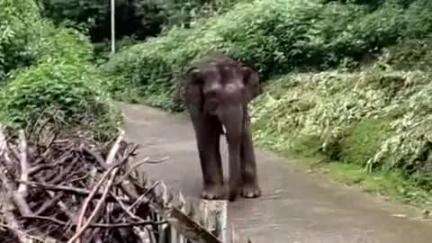 குன்னூர்: ஊட்டி லவ்டேல்  பகுதியில் பகலில்  உலாவந்த ஒற்றை யானை வனப்பகுதிக்குள் விரட்ட வனத்துறை தீவிரம்
