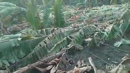 अकोट: पणज बोचरा शिवारात वादळाने केळी पिकाचे नुकसान