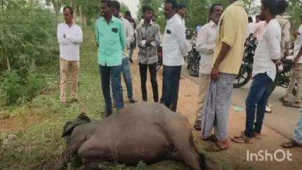 రాజేంద్రనగర్: గుమ్మడవెల్లి లో గేదెను ఢీకొట్టిన కారు