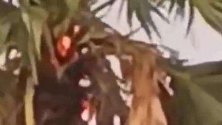 गरखा: बंगरा गाँव में आकाशीय बिजली गिरने से तरकुल में आग लगी, बड़ा हादसा टला