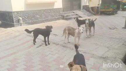 हापुड़: मोहल्ला पन्नापूरी में आवारा कुत्तों के आतंक से स्थानीय लोग परेशान, बच्चों व राहगीरों पर करते हमला #jansamasya