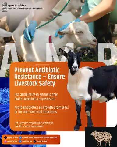 Preventing antibiotic resistance in livestock begins with responsible usage. Antibiotics should be administered only under veterinary supervision and must not be used for growth promotion or to treat non-bacterial infections.