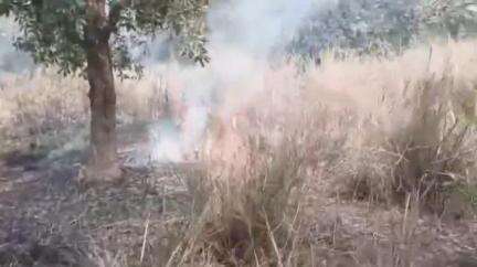 পুরাতন মালদা: ফের অগ্নিকাণ্ডের ঘটনা ঘটলো পুরাতন মালদার রঞ্জো ফরেস্টে