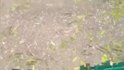 খড়গপুর ১: আবারো একবার খড়্গপুরে শিলাবৃষ্টি , কপালে চিন্তার ভাঁজ কৃষকদের