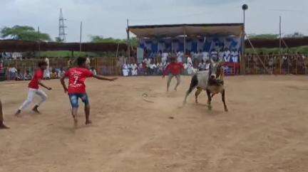 தேவகோட்டை: தாணிச்சாஊரணி கிராமத்தில் கோவில் திருவிழாவை முன்னிட்டு வடமாடு மஞ்சுவிரட்டு