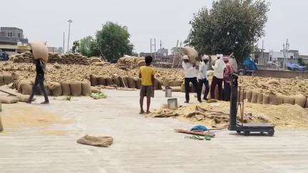 थानेसर: थानेसर अनाज मंडी में गेहूं की आवक पिछले साल से कम, अब तक 896000 क्विंटल गेहूं आई, 46000 क्विंटल का उठान बाकी
