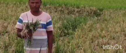 নগৰবেৰা: নগৰবেৰাত শতাধিক কৃষকৰ মাজত হাহাকাৰ,ধান খেতিত ওলাইছে পতান,বিভাগীয় কতৃপক্ষক সমস্যাৰ সমাধান কৰিবলৈ দাবী #jansamasya