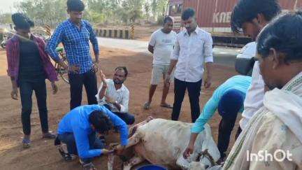 गुरूर: ग्राम भरदा में अज्ञात वाहन की टक्कर से मवेशी घायल, डॉक्टरों की टीम गुरुर से पहुंची