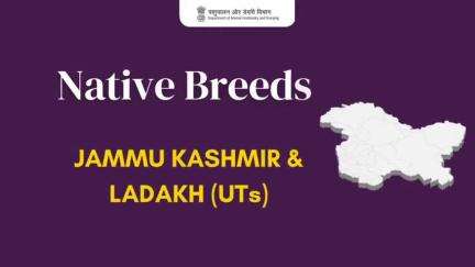 Native Breeds of Jammu, Kashmir & Ladakh

From the resilient Ladakhi cattle to the prized Changthangi goatand elegant Kashmir Anz geese, these indigenous breeds are the pride of the Himalayas.