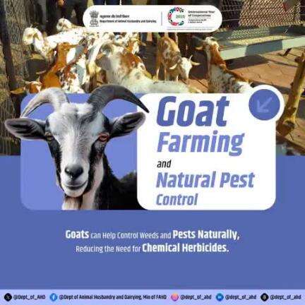 Goat Farming and Natural Pest Control
Goats: the eco-friendly weed warriors! They naturally control weeds and pests, reducing the need for chemical herbicides.
#NaturalFarming #goatfarming