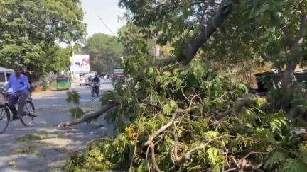 વાલિયા: વાલિયા રોડ ઉપર ભારે વાહનને પગલે માનવ મંદિર પાસે વૃક્ષની ડાળી ધરાશાયી
