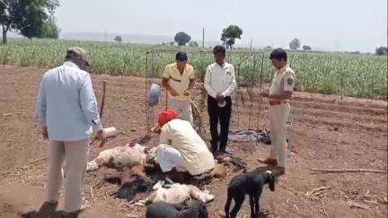 हातकणंगले: तरससदृश्य वन्यप्राण्यांनी केलेल्या हल्ल्यात वळीवडे इथल्या धुळाप्पा जोंग या मेंढपाळाची ८ बकरी ठार,३ जखमी,५ बेपत्ता