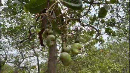 আউশগ্রাম ১: আউশগ্রাম জঙ্গলে কাজুর খনি, অথচ নেই প্রসেসিং ইউনিট, লক্ষ্মীলাভের সুযোগ হারাচ্ছে এলাকাবাসী #jansamasya
