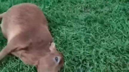 অমরপুর: বজ্রপাতে একটি গবাদি পশুর প্রাণ গেল অমরপুর বীরগঞ্জ থানার অন্তর্গত থালছড়া বাজার এলাকায়