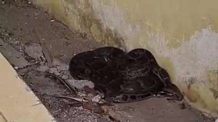 झांसी: ग्रासलैंड में निकला अफ्रीकन अजगर, वन विभाग ने रेस्क्यू कर जंगल में छोड़ा, वीडियो आया सामने