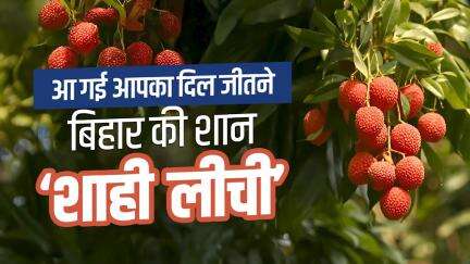 आ गई आपका दिल जीतने बिहार की शान ‘शाही लीची’