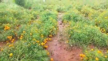 ಗುಡಿಬಂಡೆ: ನಿಚ್ಚನಬಂಡಹಳ್ಳಿಯಲ್ಲಿ ಭಾರಿ ಮಳೆಯಿಂದ ನೆಲಕಚ್ಚಿದ ಚೆಂಡುಹೂವಿನ ಬೆಳೆ,ಆತಂಕದಲ್ಲಿ ರೈತ