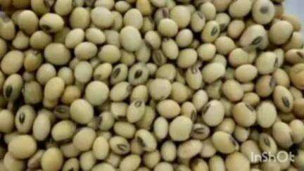 भद्रावती: चोर बिटी बियाने न वापरण्याचे तालुका कृषी कार्यालयातून तालुक्यातील शेतकऱ्यांना आवाहण.