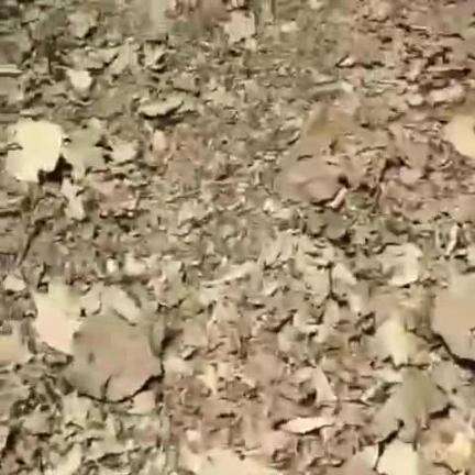 ऊंचाहार: एनटीपीसी प्लांट के पीछे नाला के किनारे बिना परमिट काटे गए सागौन के 10 पेड़, वन दरोगा ने कार्रवाई की बात कही