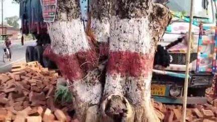 जामा: लकड़ापहाड़ी में अनियंत्रित हाईवा ने जामुन के पेड़ को मारी टक्कर, गृह स्वामी बाल-बाल बचे