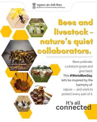 Bees and livestock – nature’s quiet collaborators. 
Bees help grow the pastures that feed our animals. Livestock return the favor by enriching the soil.
It’s a cycle of nourishment, balance, and care.