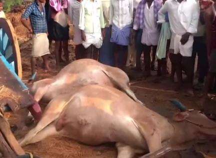 ಲಿಂಗಸೂರು: ಜನತಾಪುರ ಗ್ರಾಮದಲ್ಲಿ ಸಿಡಿಲು ಬಡಿದು ಎತ್ತು ಸಾವು