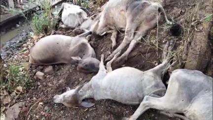 बहोरीबंद: बचैया में आकाशीय बिजली गिरने से आधा दर्जन मवेशियों की हुई मौत कई मवेशी हुए घायल पशु चिकित्सक ने किया प्राथमिक उपचार
