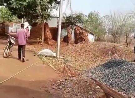 डिंडौरी: बल्लारपुर गांव में विद्युत तार गिरने से बैल की हुई मौत, बैल मालिक ने मुआवजे की मांग को लेकर प्रशासन से लगाई गुहार