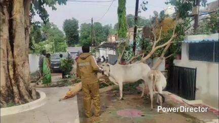 परसिया: परासिया में 8 महीने बाद बारिश, पेड़ गिरा, सड़कों पर पानी भरा, मौके पर पहुंचे नगर पालिका अध्यक्ष