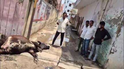 खोजनपुर में विद्युत पोल में करेंट उतरने से गाय की हुई मौत